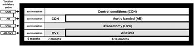 Female Sex Hormones and Cardiac Pressure Overload Independently Contribute to the Cardiogenic Dementia Profile in Yucatan Miniature Swine